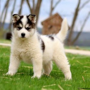 Siberian Husky Mix