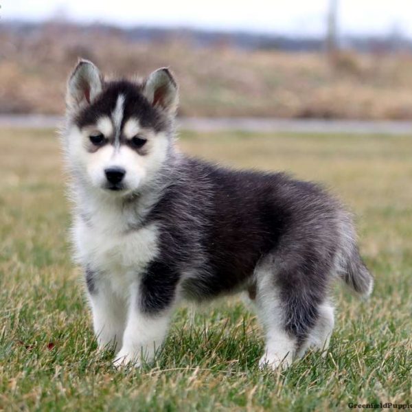 Siberian Husky Mix