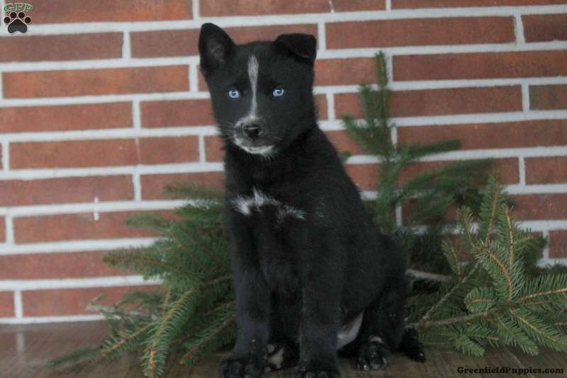 Siberian Husky Mix Puppies For Sale | Greenfield Puppies