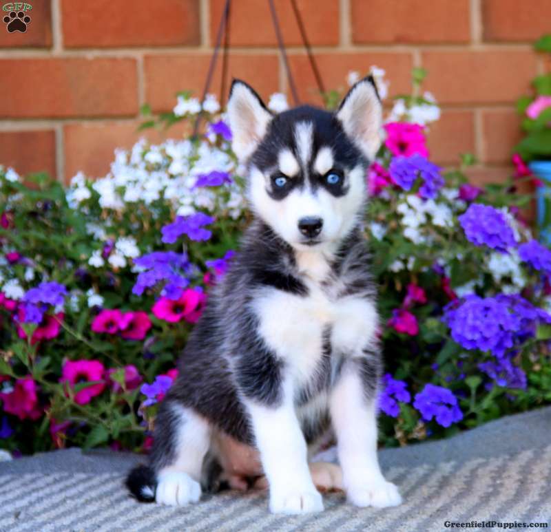 Siberian Husky Mix Puppies For Sale | Greenfield Puppies