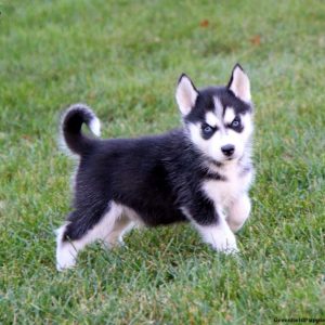 Siberian Husky