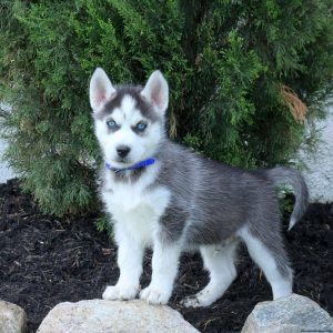 Siberian Husky