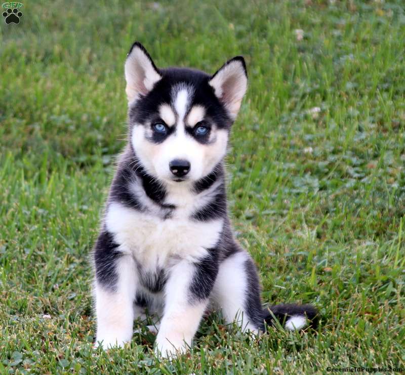 Siberian Husky Mix Puppies For Sale | Greenfield Puppies