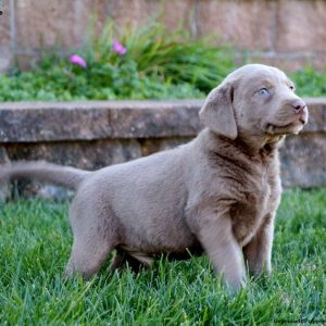 Labrador Retriever – Silver