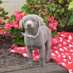 Labrador Retriever – Silver