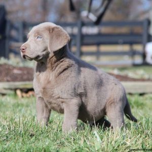 Labrador Retriever – Silver