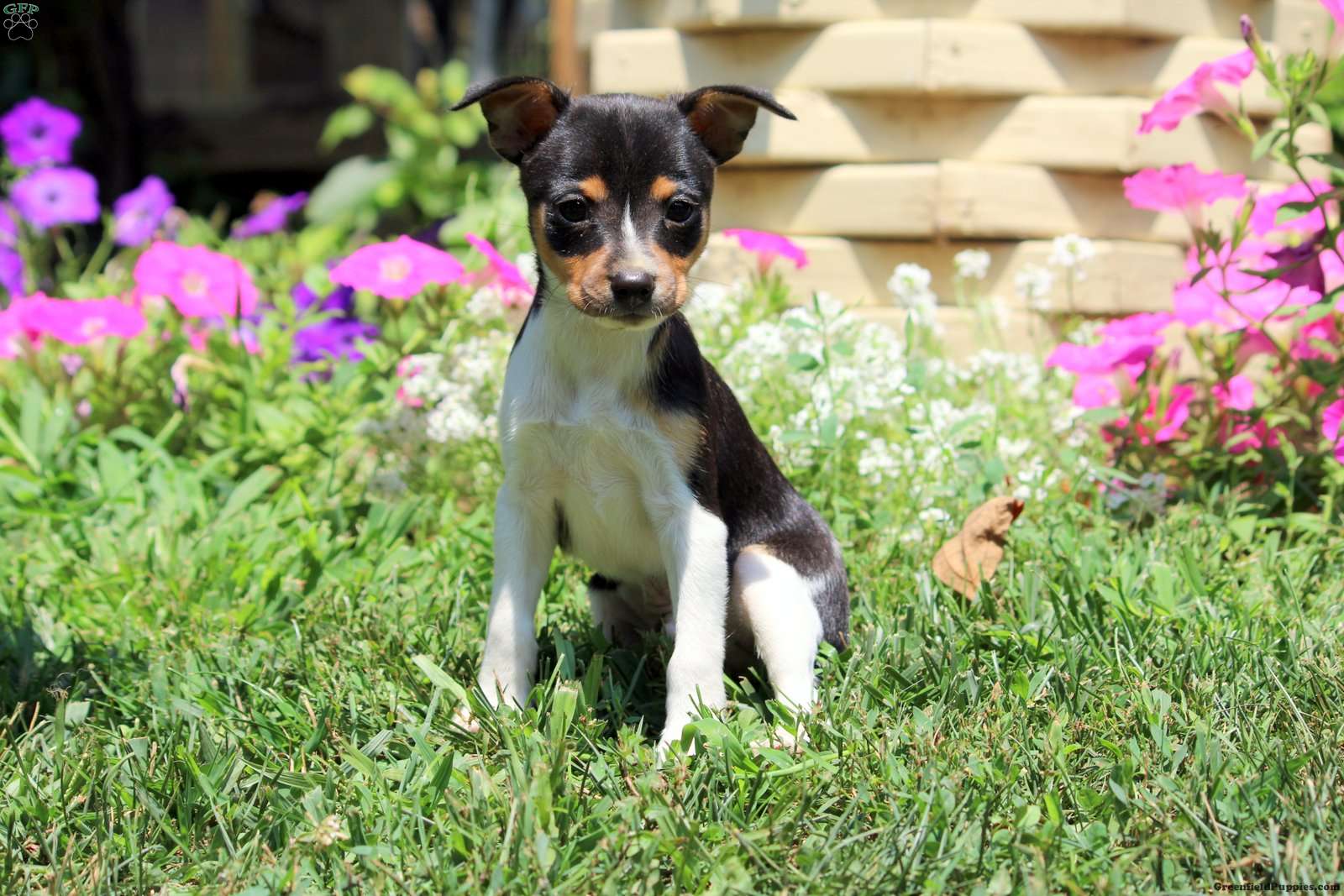 Smooth Fox Terrier Jack Russell Mix