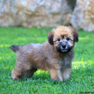 Soft Coated Wheaten Terrier