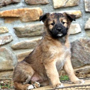 Soft Coated Wheaten Terrier Mix