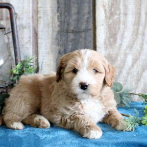 Standard Poodle Mix