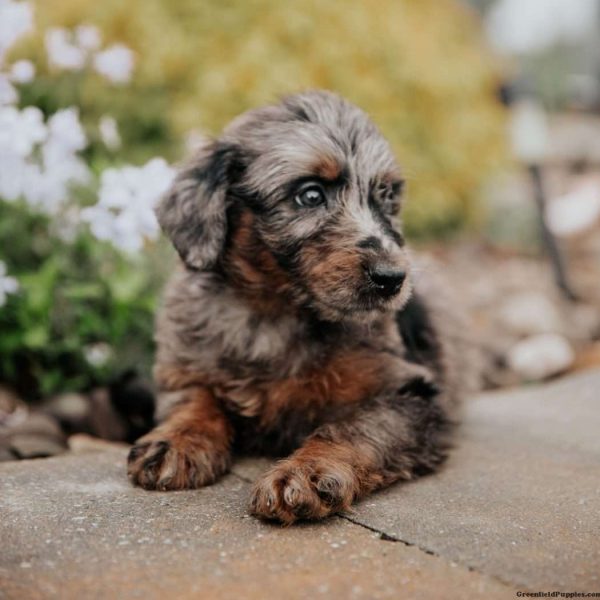 Standard Poodle Mix