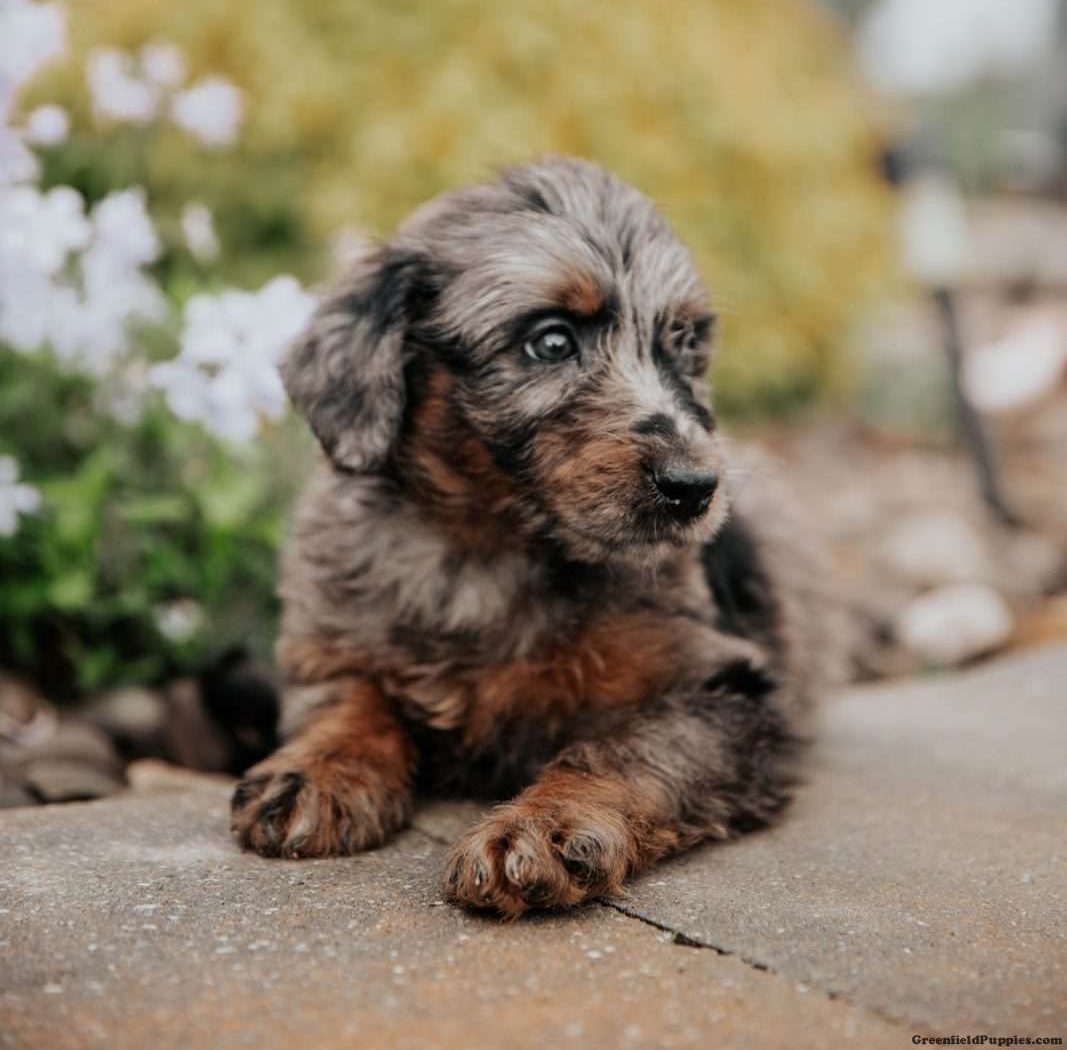 プードル イン アメリカ Poodles in America プードル イン アメリカ Poodles in America