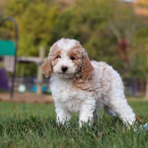 Standard Poodle