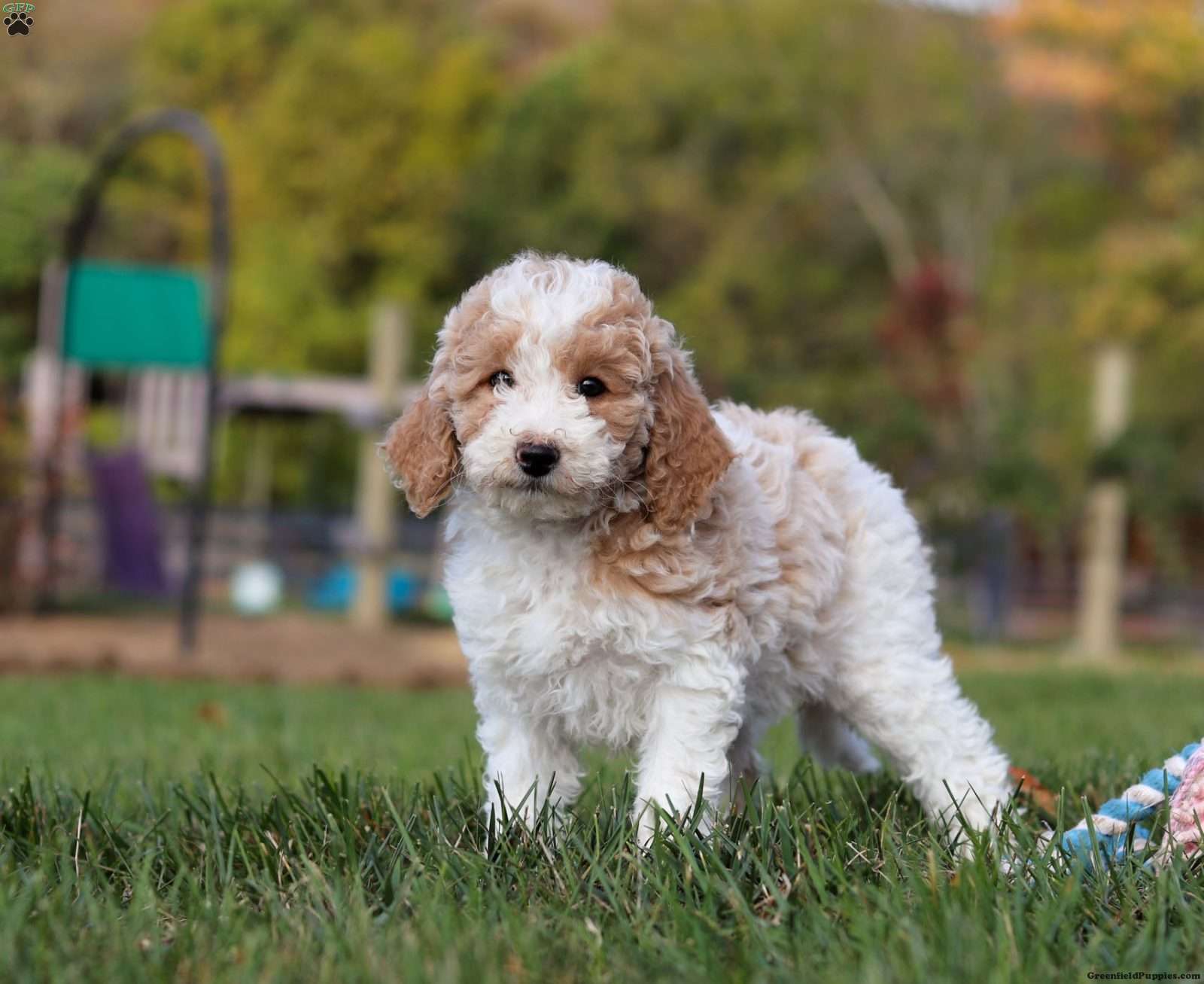 Standard Poodle Puppies