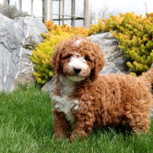 Current featured breed: Goldendoodle-Miniature