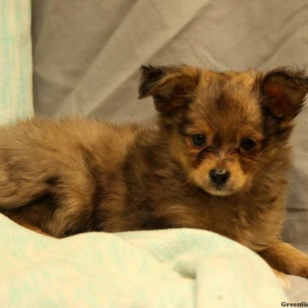 Australian Shepherd-Toy Puppy