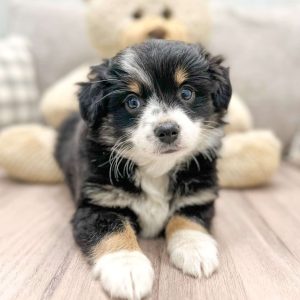 Australian Shepherd-Toy