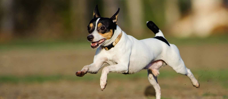 Toy Fox Terrier Puppies For Sale | Greenfield Puppies