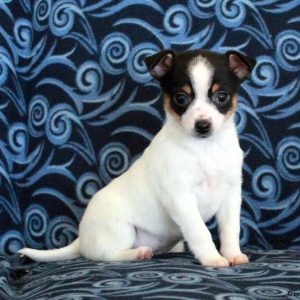 Toy Fox Terrier