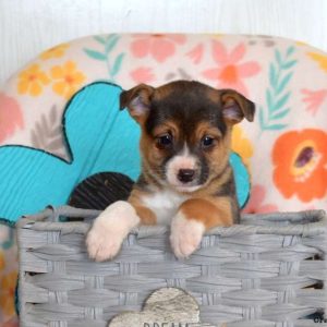 Toy Fox Terrier