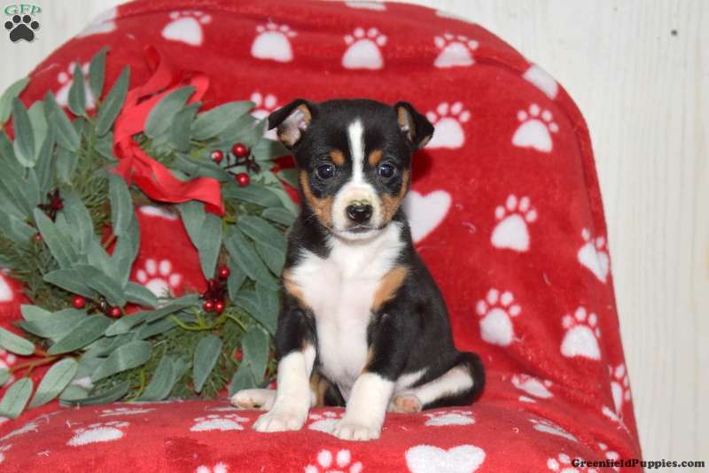Toy Fox Terrier Puppies For