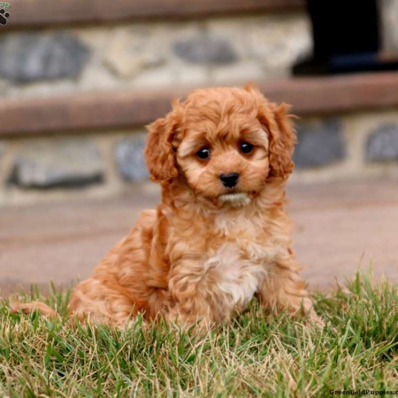 Toy Poodle Mix Puppies For Sale | Greenfield Puppies