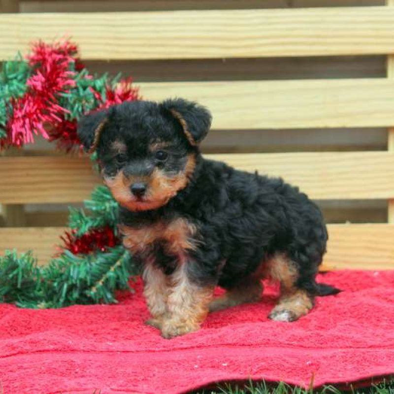 Toy Poodle Mix Puppies For Sale Greenfield Puppies