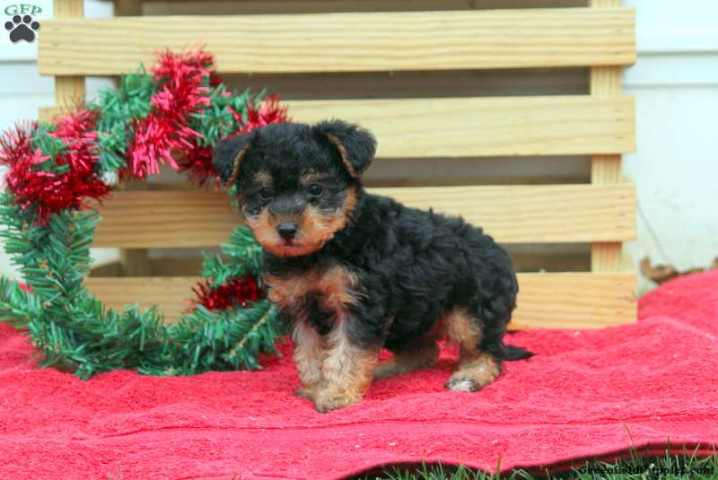 Toy Poodle Mix Puppies For