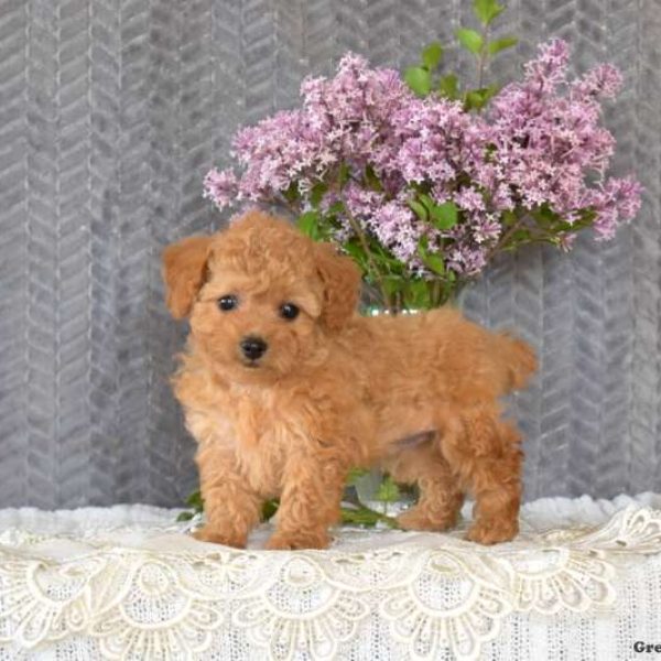 Toy Poodle Mix