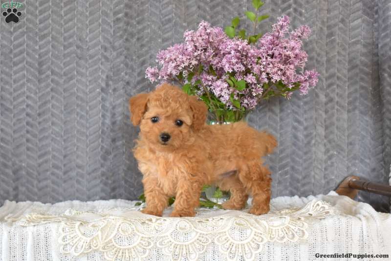 Toy Poodle Mix Puppies For Sale Greenfield Puppies