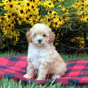 https://cdn.greenfieldpuppies.com/wp-content/uploads/2016/07/Toy-Poodle-Mix-puppy-300x300.jpg