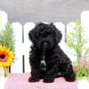 Toy Poodle Mix