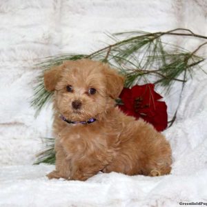 Toy Poodle Mix
