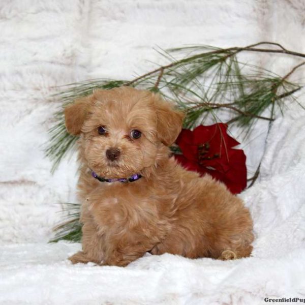 Toy Poodle Mix