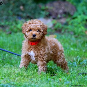 Toy Poodle