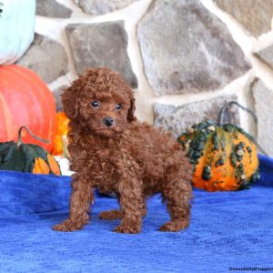 Toy Poodle