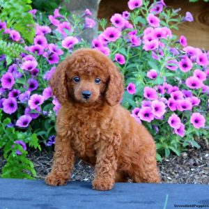 Toy Poodle