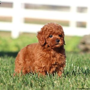 Toy Poodle