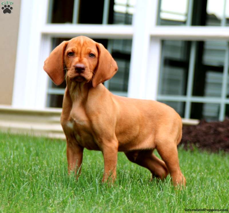 Vizsla puppies for shops near me