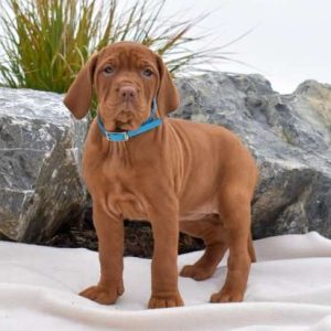 Vizsla