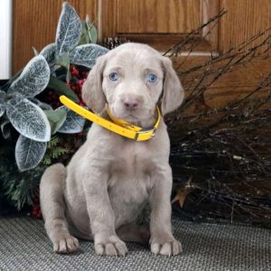 Weimaraner mixed with store husky