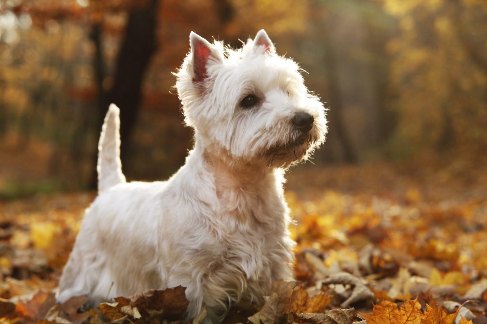 West Highland Terrier Puppies For Sale Greenfield Puppies West Highland Terrier Puppies For Sale Greenfield Puppies