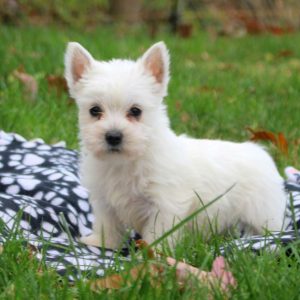 West Highland Terrier