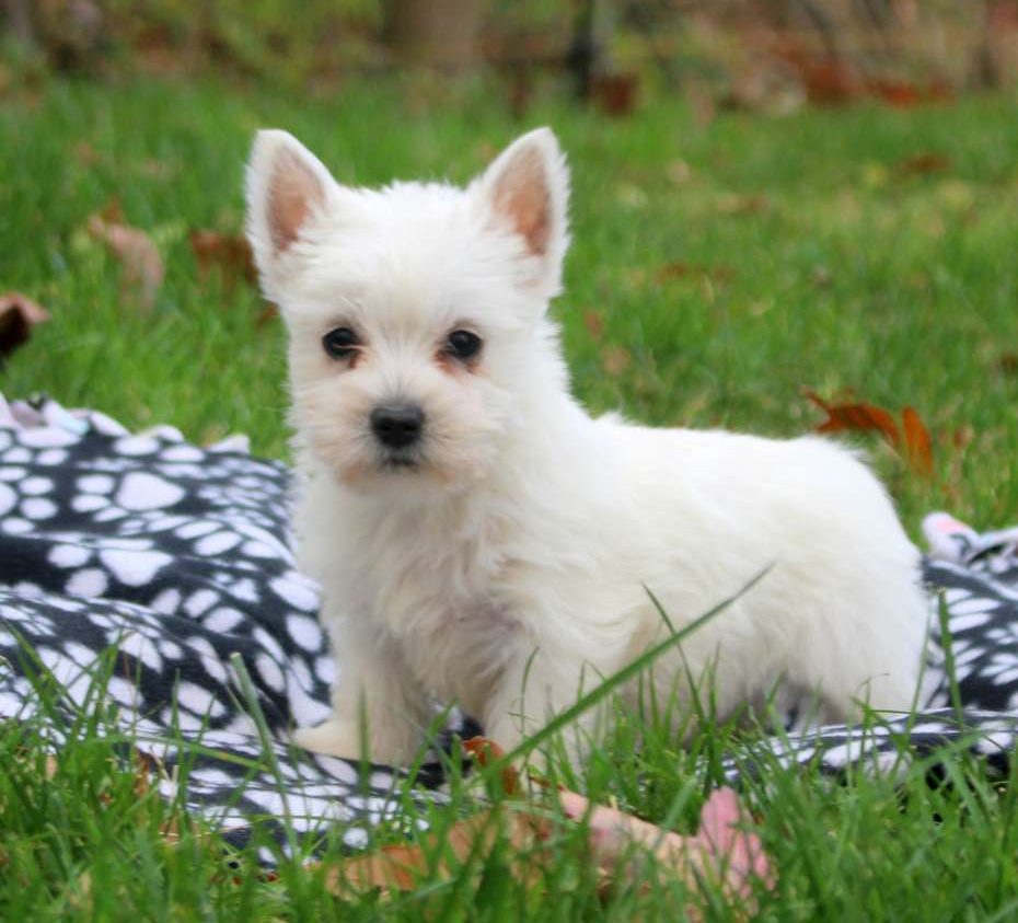 Westie, West Highland White Terrier Adoption in Carson, ND: Westie