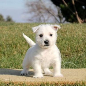 West Highland Terrier