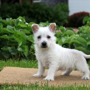 West Highland Terrier