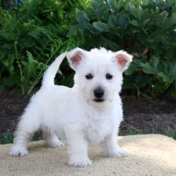 Westie Mix