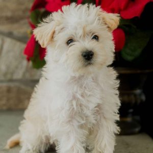 Westiepoo Puppies For Sale | Greenfield Puppies