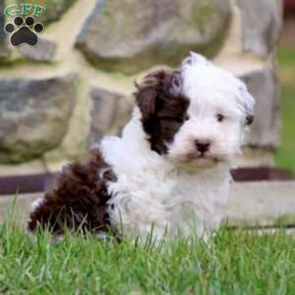 forum Fugtig Ordliste Havapoo Puppies For Sale | Greenfield Puppies