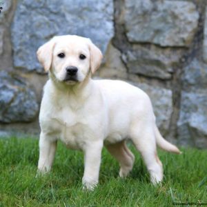 Labrador Retriever – Yellow